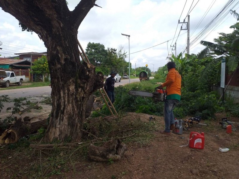เทศบาลตำบลปักธงชัย ตัดต้นไม้เพื่อป้องกันอันตราย ประจำเดือนกรกฎาคม - กันยายน 2564 ในเขตพื้นที่เทศบาลตำบลปักธงชัย